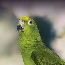 Buy Amazon Parrots USA