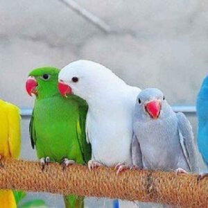 Buy Ringneck Parakeets Parrots USA