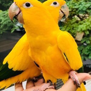 Golden conure for sale