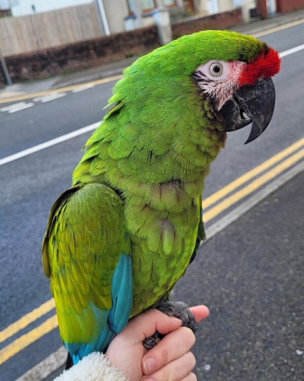 Military Macaw Parrot