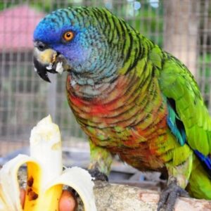 Bailey – Saint Lucia amazon Parrot
