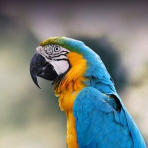 Macaw Parrots Online USA