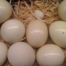Golden fertile eggs