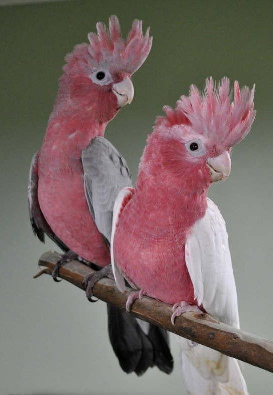 Buy Rose Breasted Cockatoo.