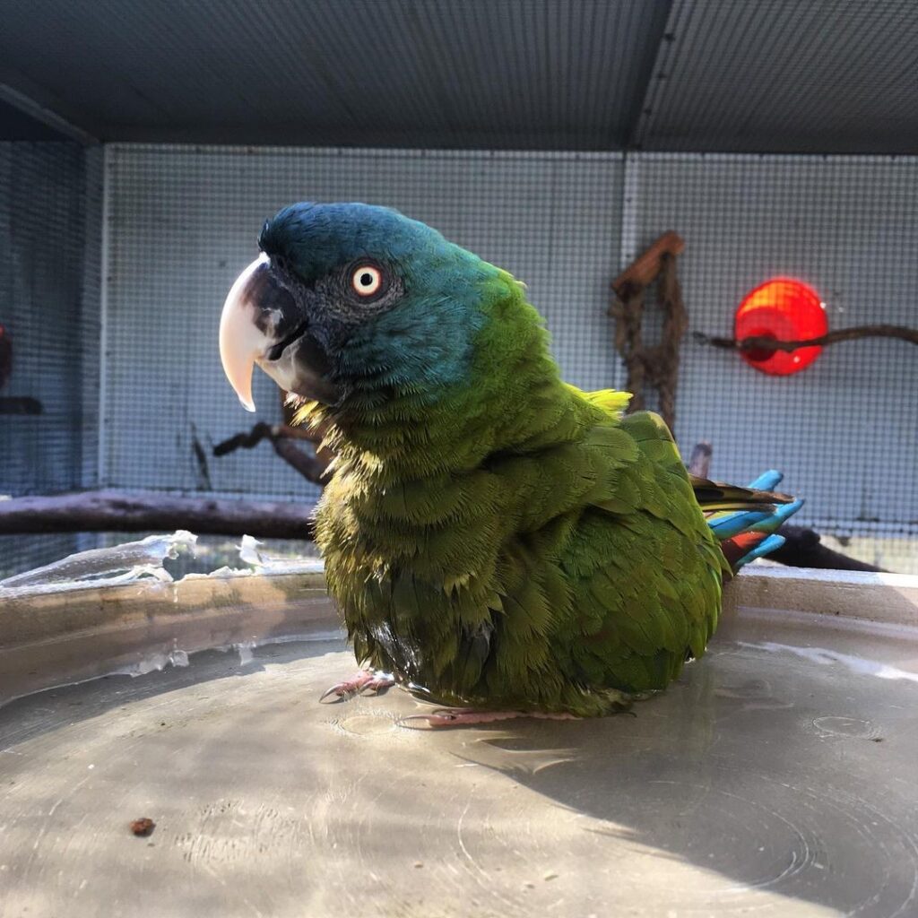 Blue-headed Macaw Parrot - Pet shop near me - Types of parrots.
