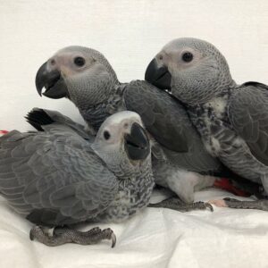 Baby Timneh African Grey