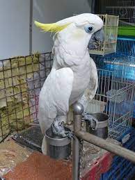 Cockatoo Parrots Online USA