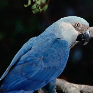 Spix's Macaw Parrots