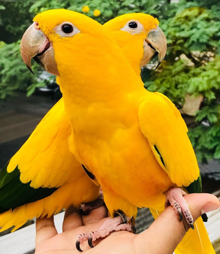 cockatoo bird for sale