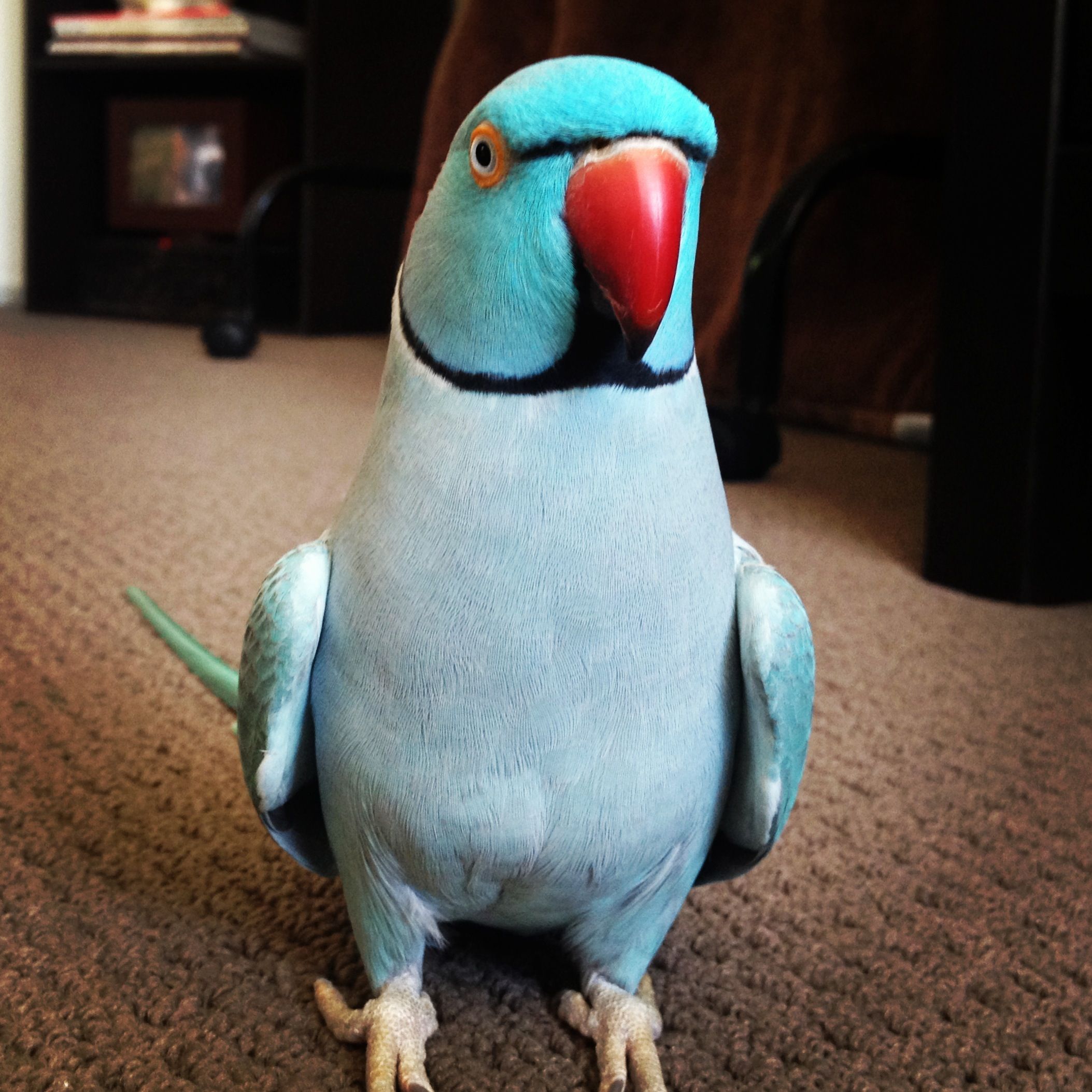 Indian ringneck store for sale adoption