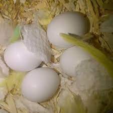 Buy Fertile Parrot Eggs Online