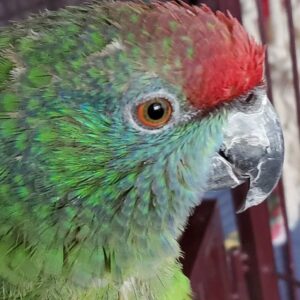 Abby – Festive Amazon Parrot