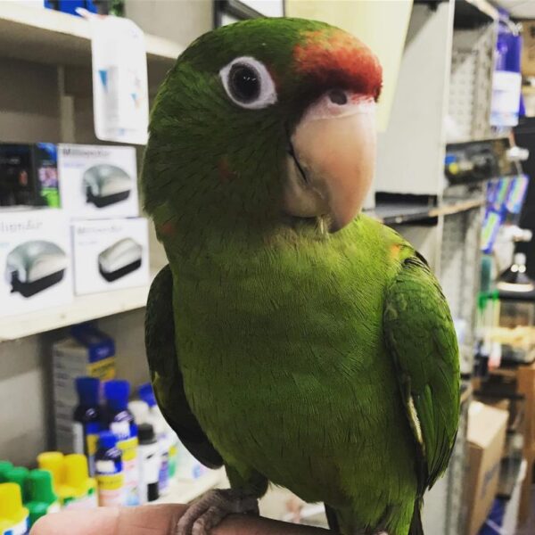 Bobby – Puerto Rican amazon Parrot
