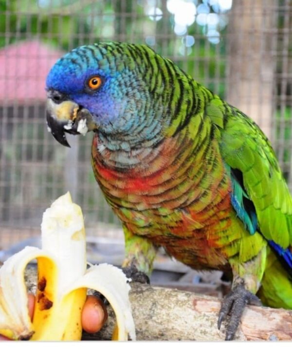 Bailey – Saint Lucia amazon Parrot